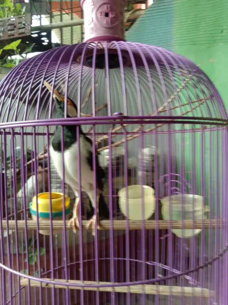 Di jual cepat burung jalak suren ( burja )