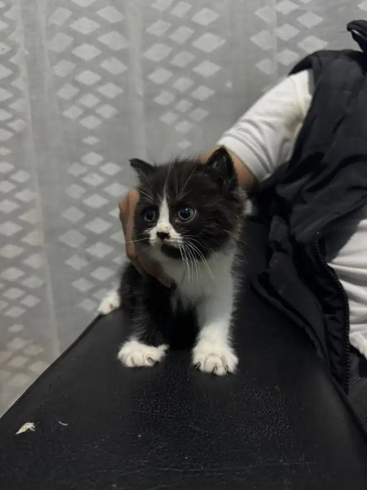 Lepas Adopsi jenis kucing beragam