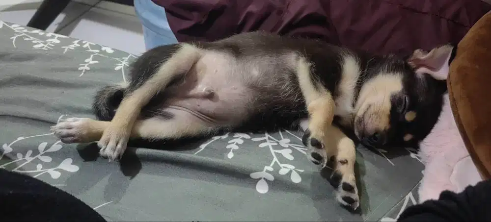 Di jual anak anjing chihuahua mix umur 2 bulan cowo lucu banget manja