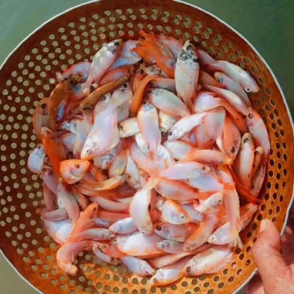 Bibit Ikan Nila Merah Berkualitas