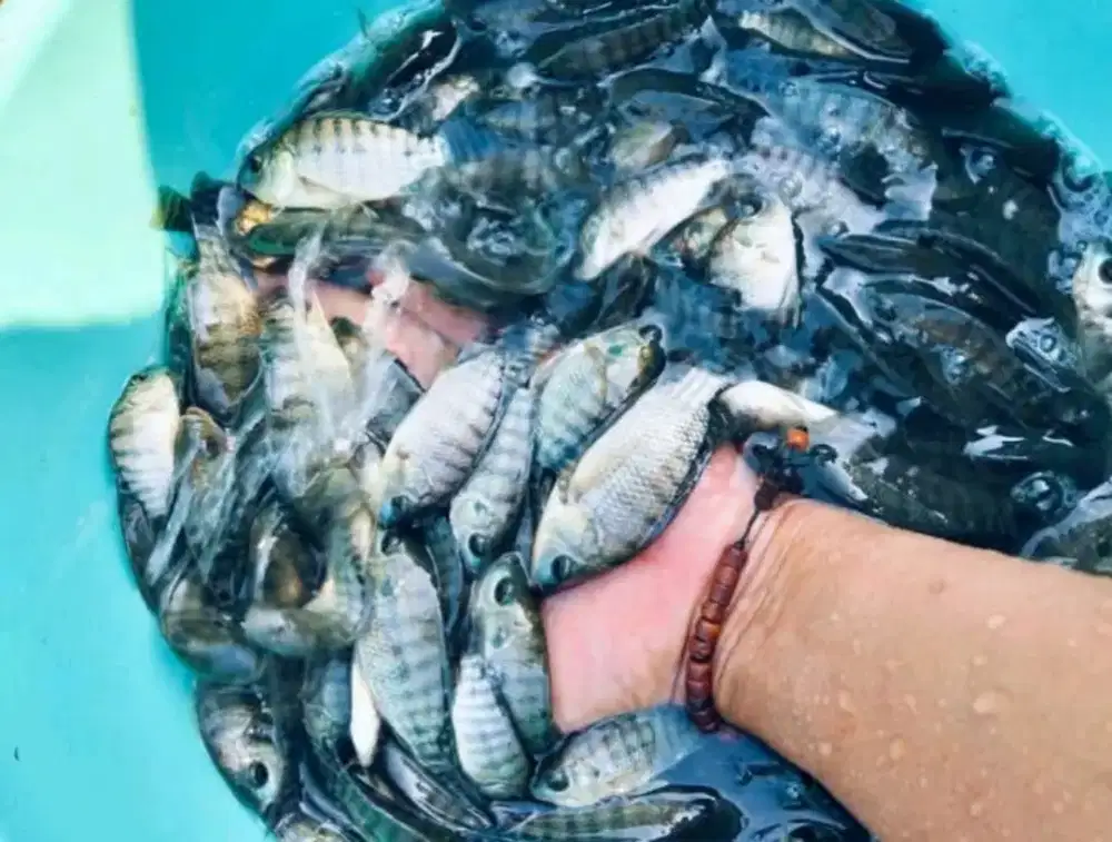 JUAL BIBIT IKAN NILA HITAM BERKUALITAS