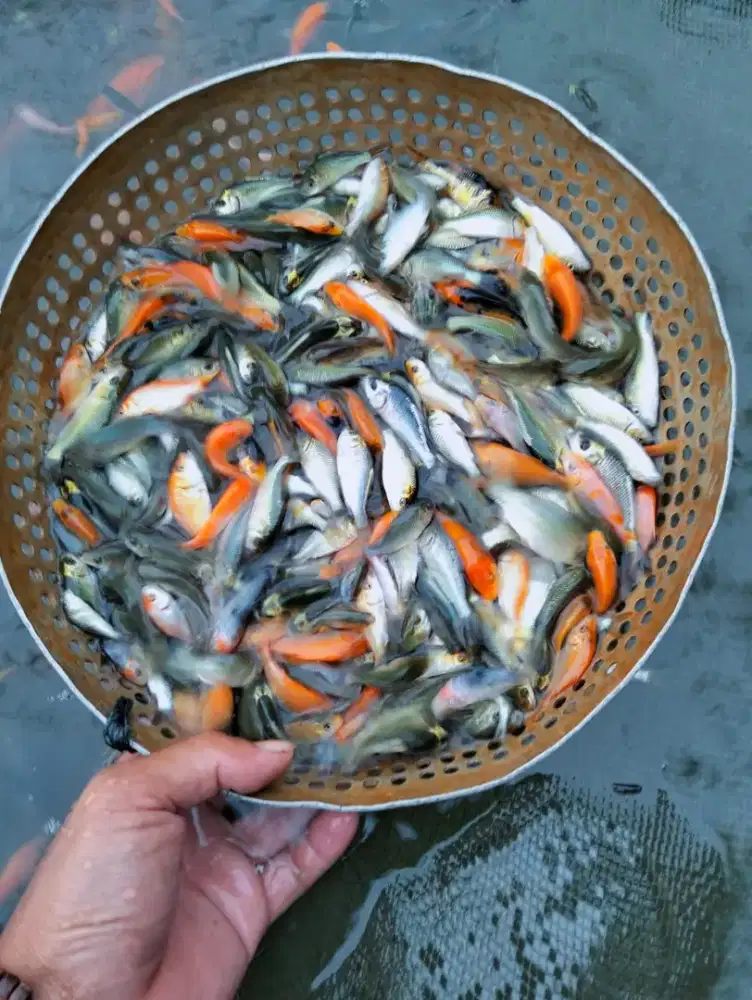 JUAL BIBIT IKAN KOI BERBAGAI UKURAN