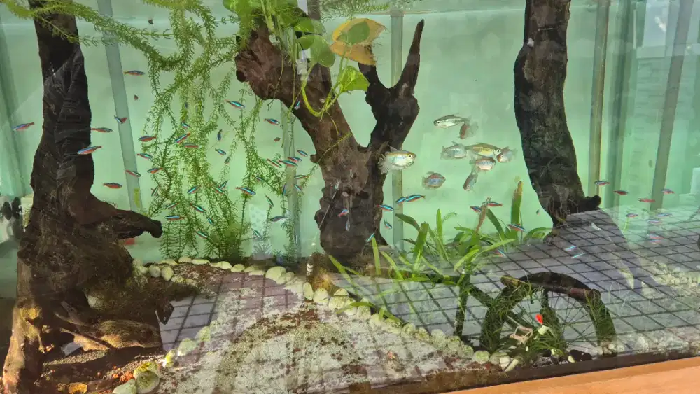 Cardinal tetra dan Congo tetra