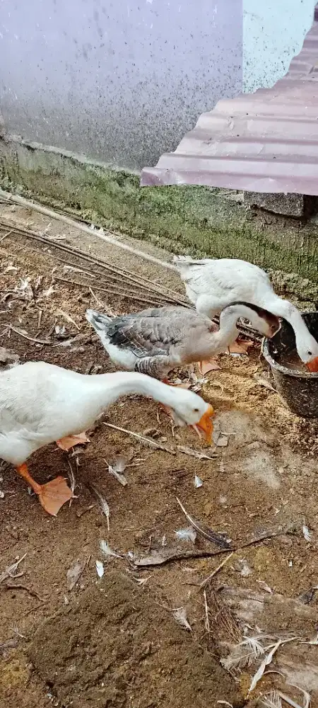 Jual angsa 2 betina 1 jantan