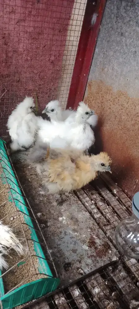 Anak ayam kapas atau sielky
