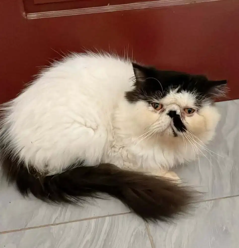 Jantan Peaknose extrem 2thn