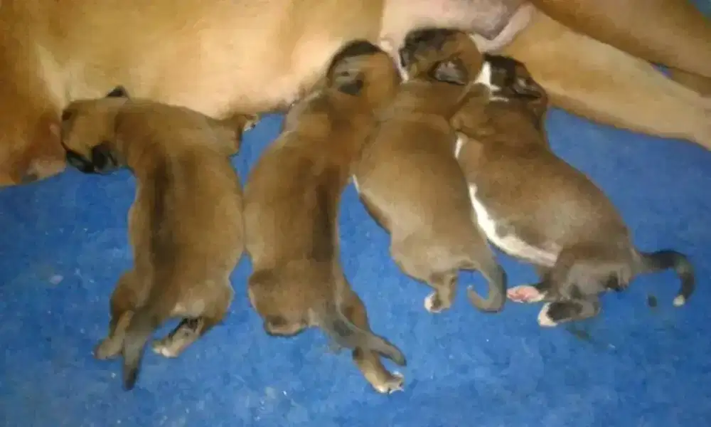 Saya lagi nyari kerja