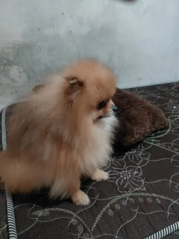 Anjing mini Pomeranian jantan pom jantan kualitas champion