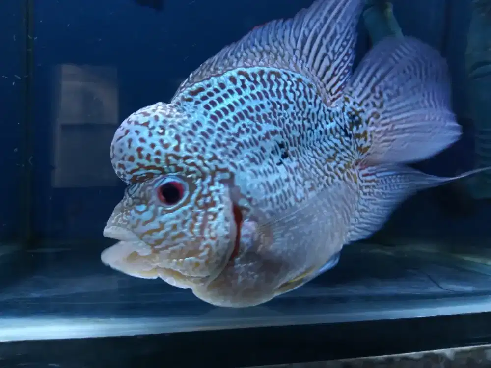 Louhan bonsai cencu fm