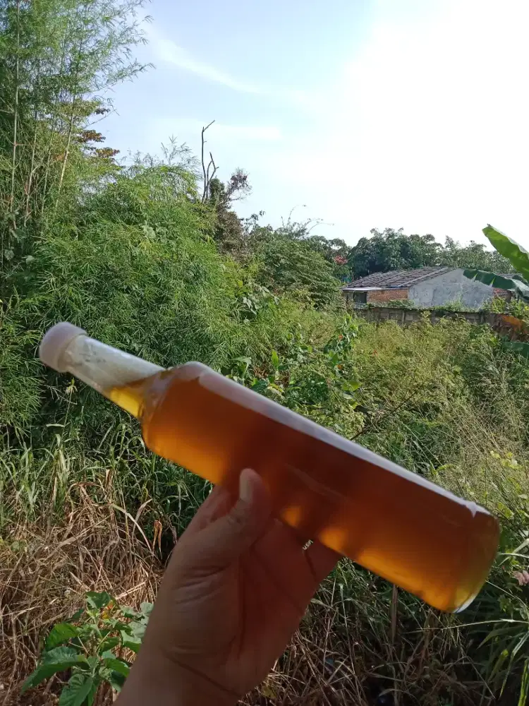 Madu sialang Jambi