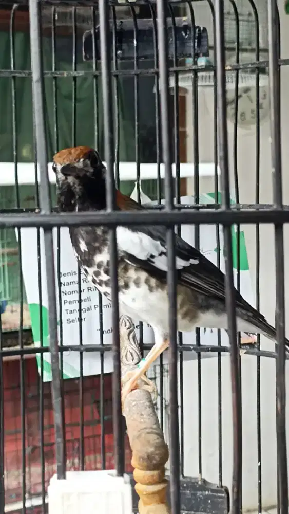 Anis kembang riwik semaunya fs