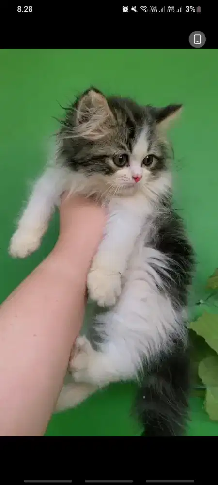 Kitten persia peaknose x medium