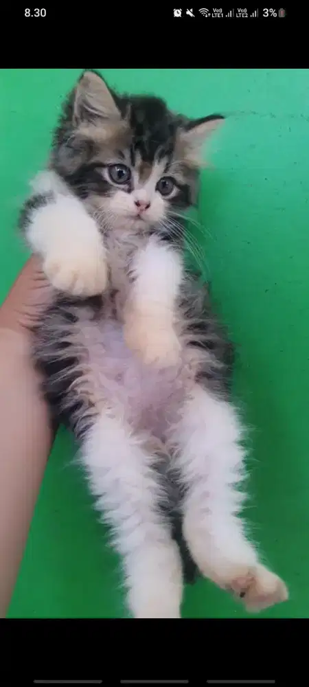 Kitten persia peaknose x medium