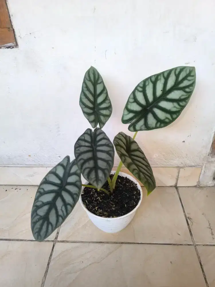 Tanaman Alocasia Dragon Silver