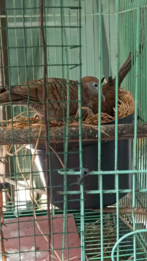 Perkutut cemani Mojopahit angkrem