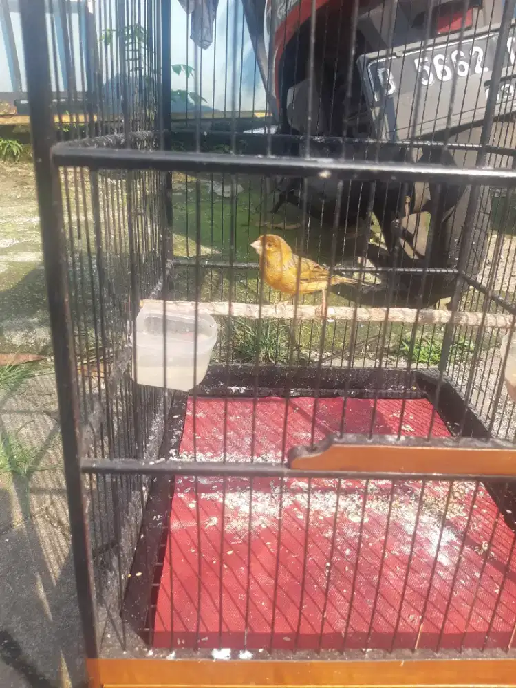 Jual kenari  gacor burja