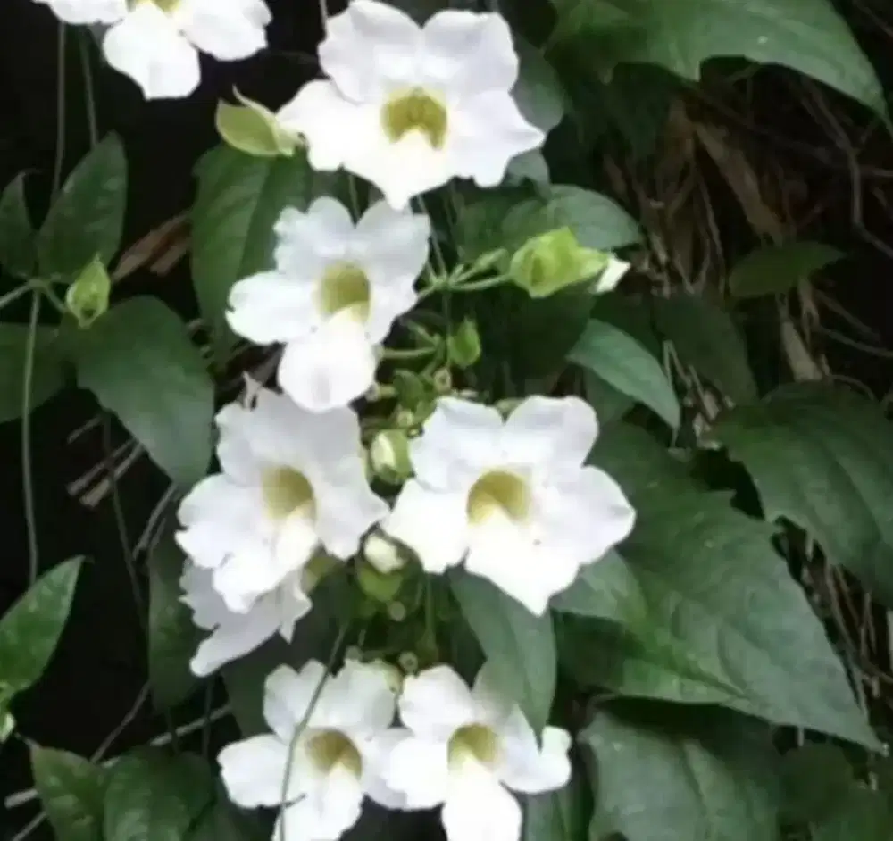 tanaman rambat bunga thunbergia