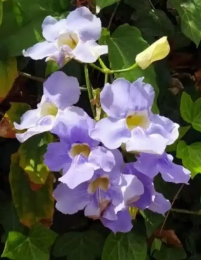 tanaman hias rambat bunya thunbergia ungu