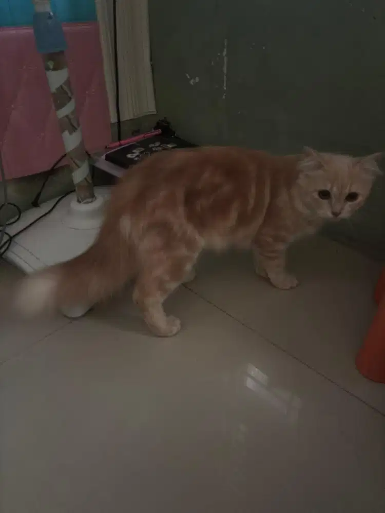 Lepas sepasang kucing ganteng dan cantik