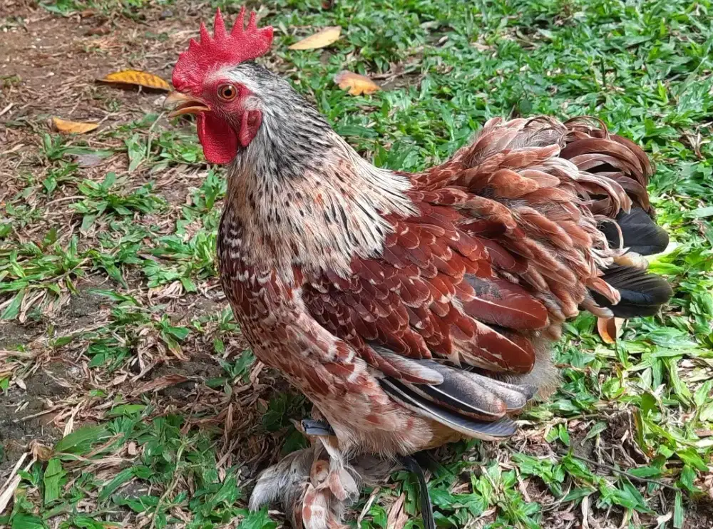Ayam Cochin atau Cocin Kate Cina