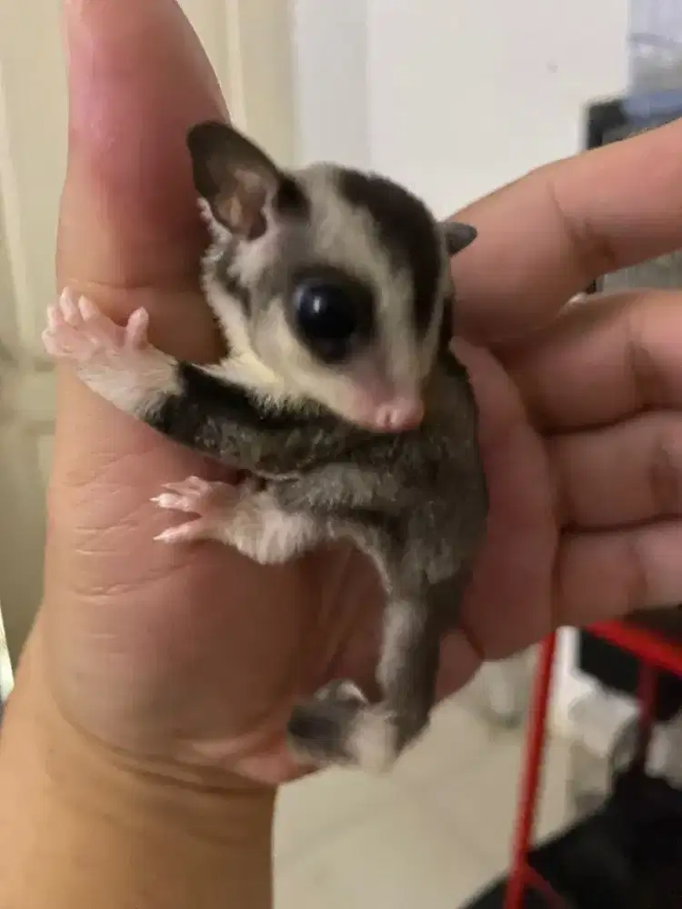 Dijual Murah Sugar Glider Mozaik
