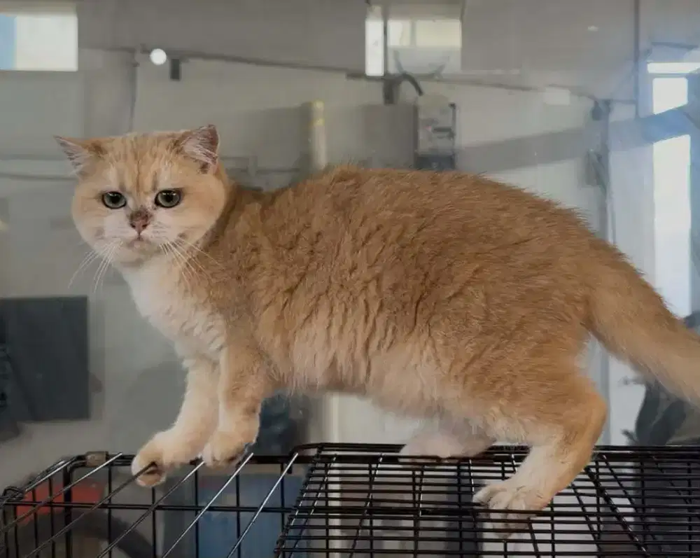 British shorthair golden ny12