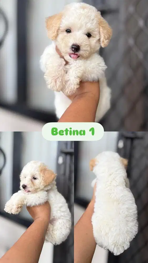 Poodle jantan betina