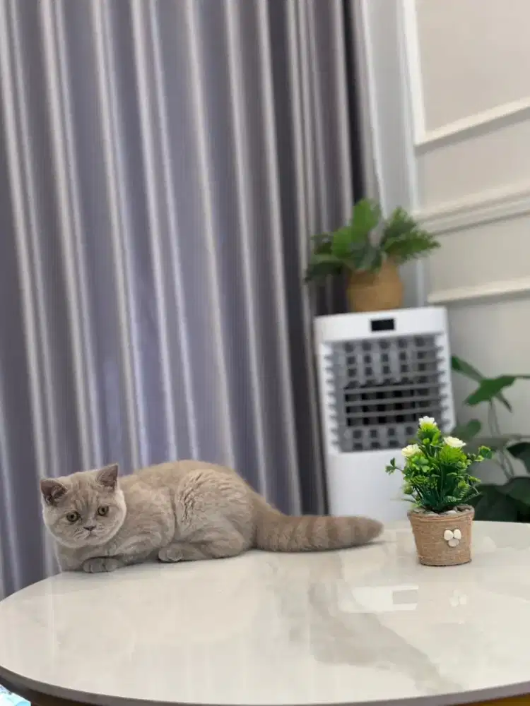 British shorthair blue lilac