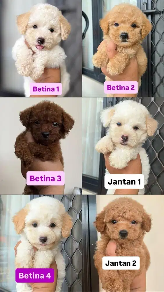 Poodle betina jantan
