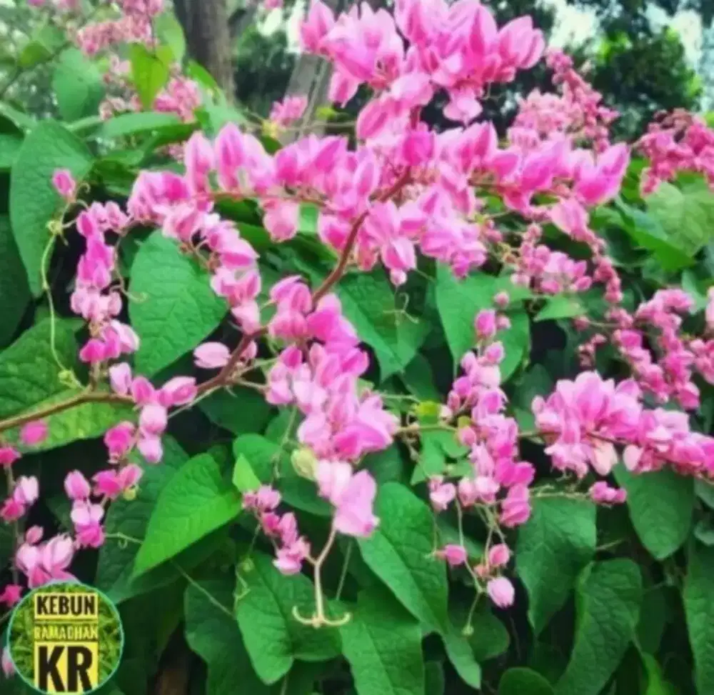 Tanaman hias rambat bunga air matapengantin pink