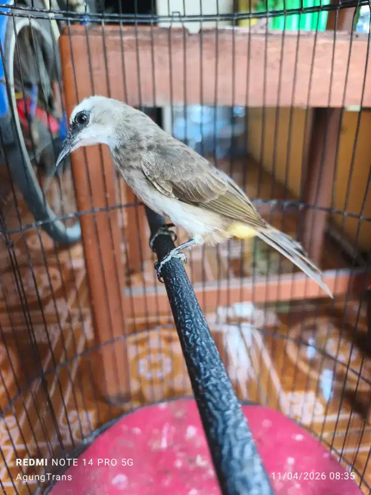 Trucukan rajin cucak rowo nan