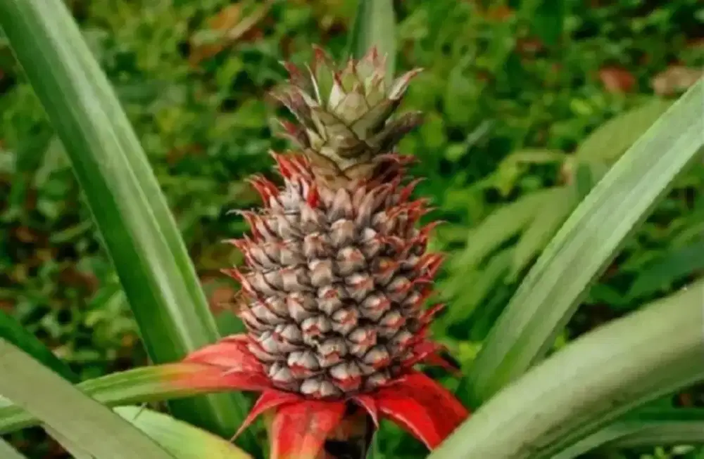 jual nanas muda nanas pagar herbal