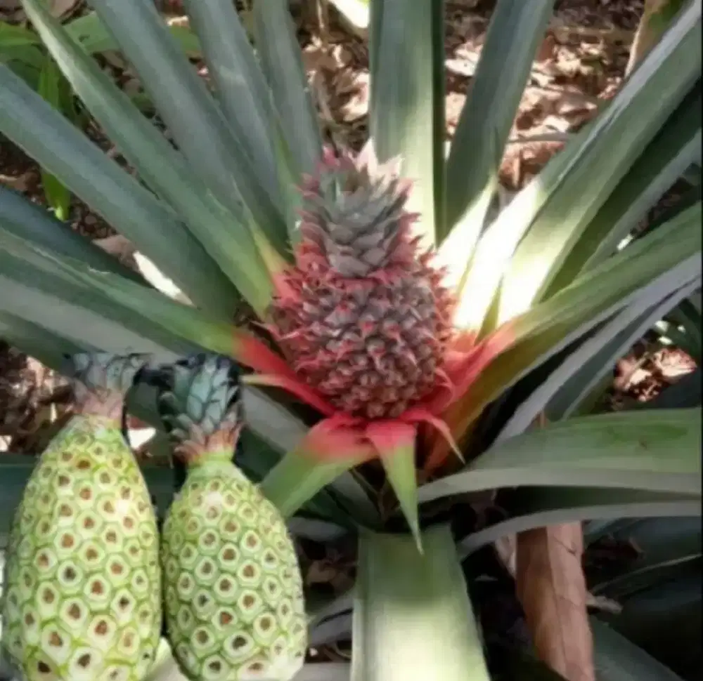 nanas merah muda nanas pagar herbal