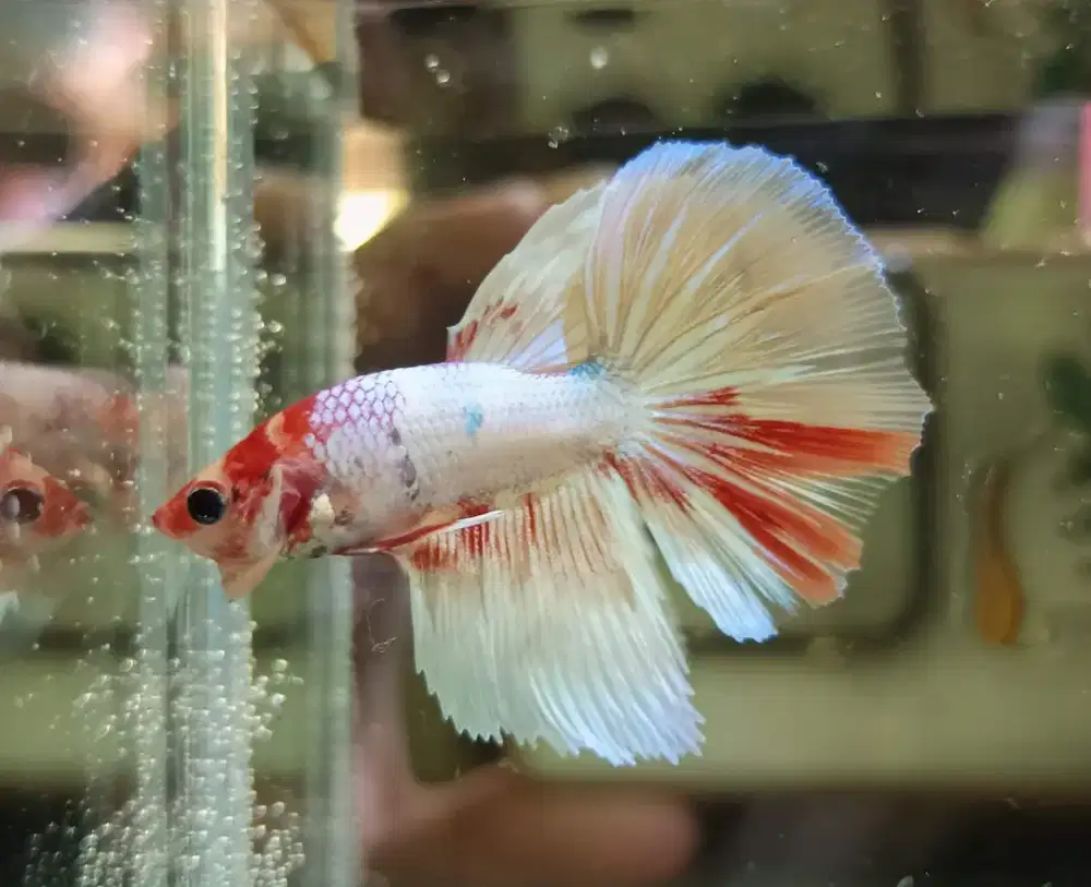 Ikan cupang plakat/halfmoon