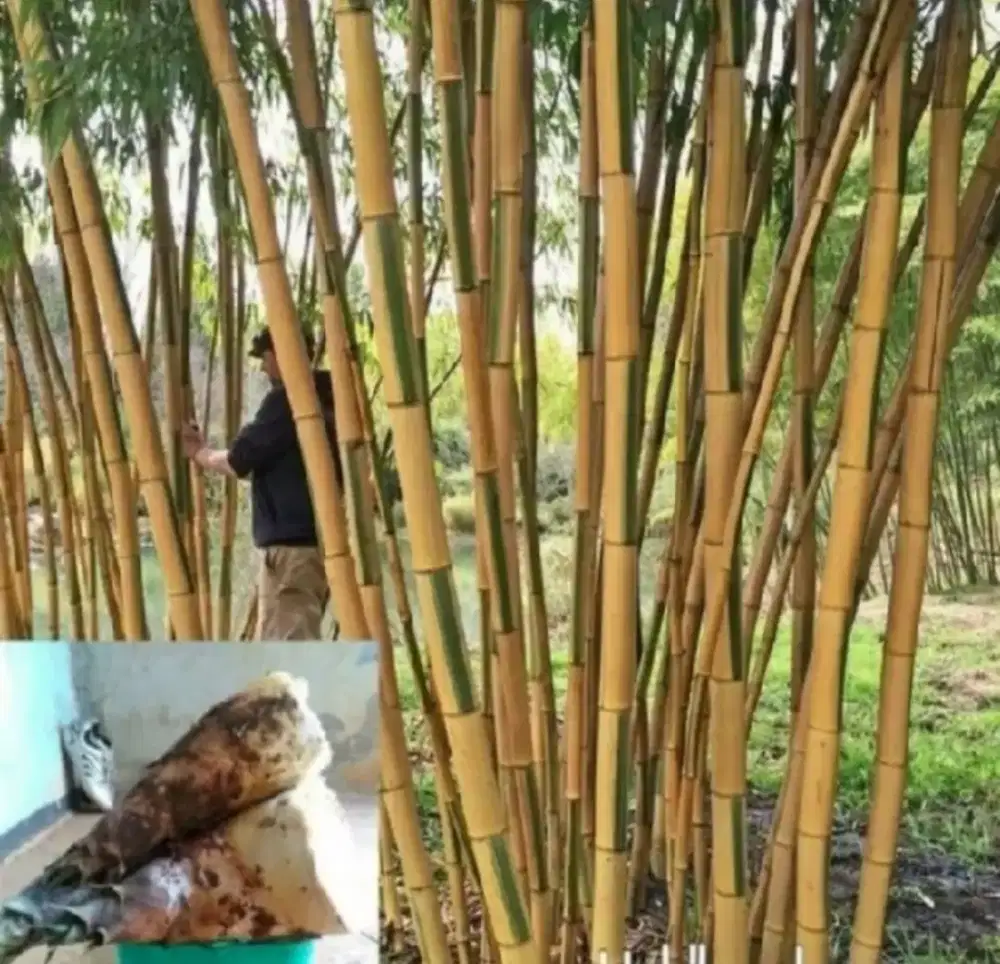 rebung bambu kuning herbal