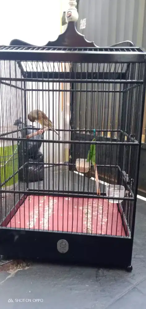 Jual sangkar ebod no 2 minus tatakan bawa udh di ganti   nego