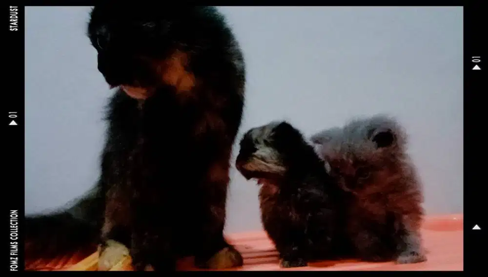 Induk & kitten Persia long hair