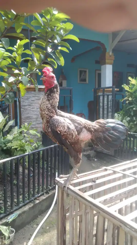 Ayam jago Mangon bulbi