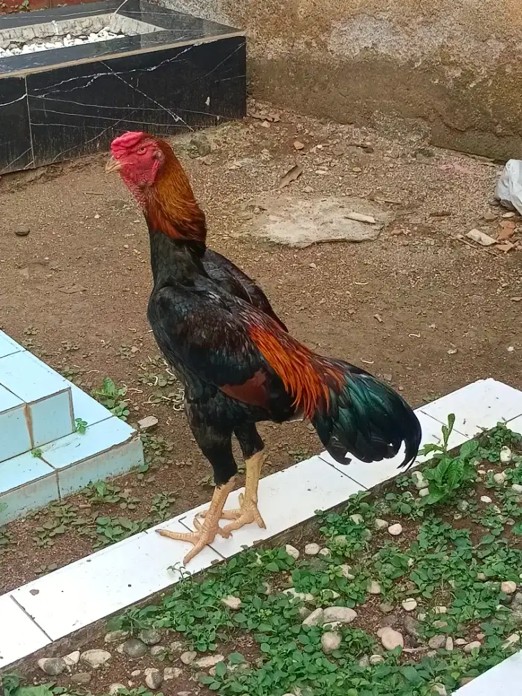 Shamo jepang line tanaka