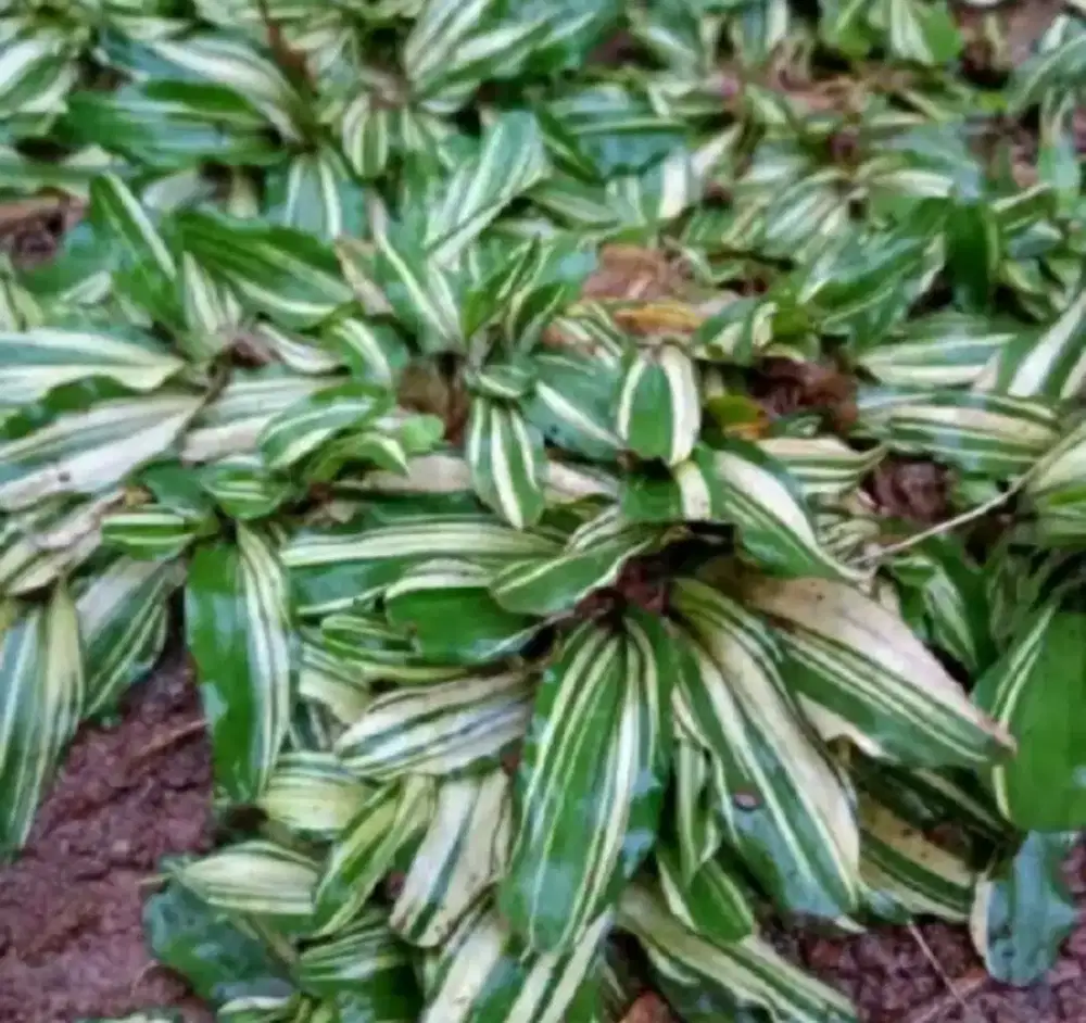 jual rumput gajah mini varigata per meter