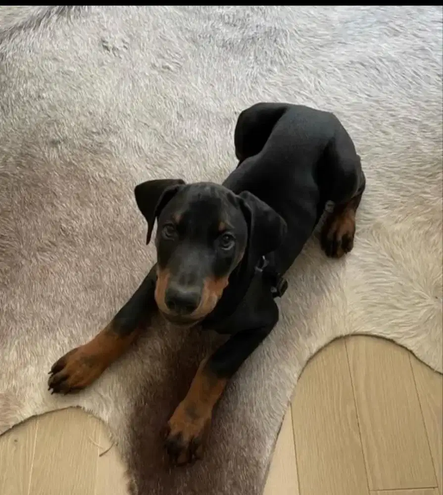 Rootweiler mix Japanese Akita/Male/Jntan 7bln .tulang kasar.good dog