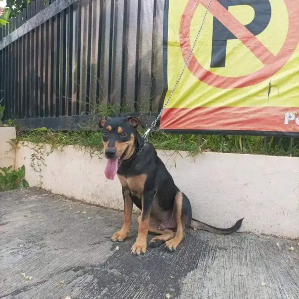 Doberman mix Japanese Akita/Male/Jntan 7bln .tulang kasar.good dog