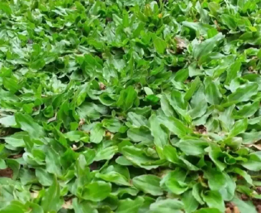 jual rumput taman rumput gajah mini per meter
