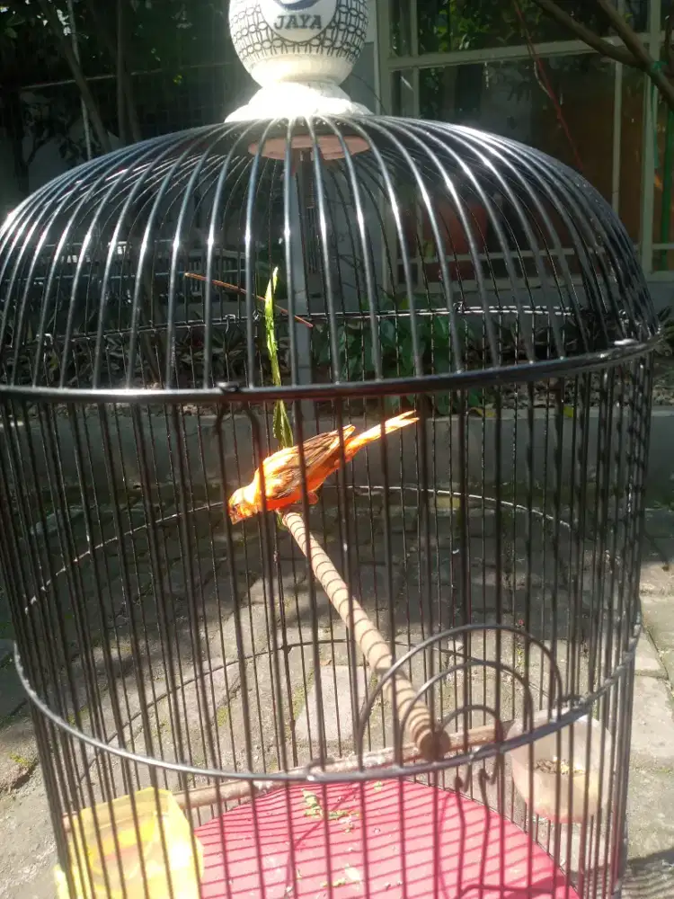 Kenari tiga warna gacor