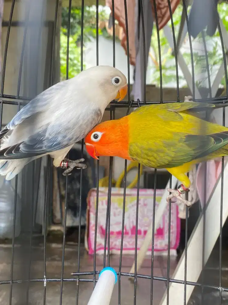 Burung lovebird