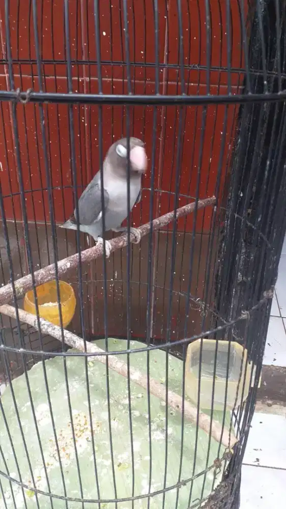 Lovebird mulus polset