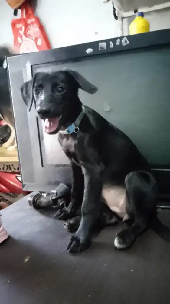 Tekel mix Chihuahua betina asli