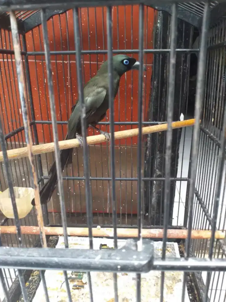 Muray irian bunyi rawatan lama