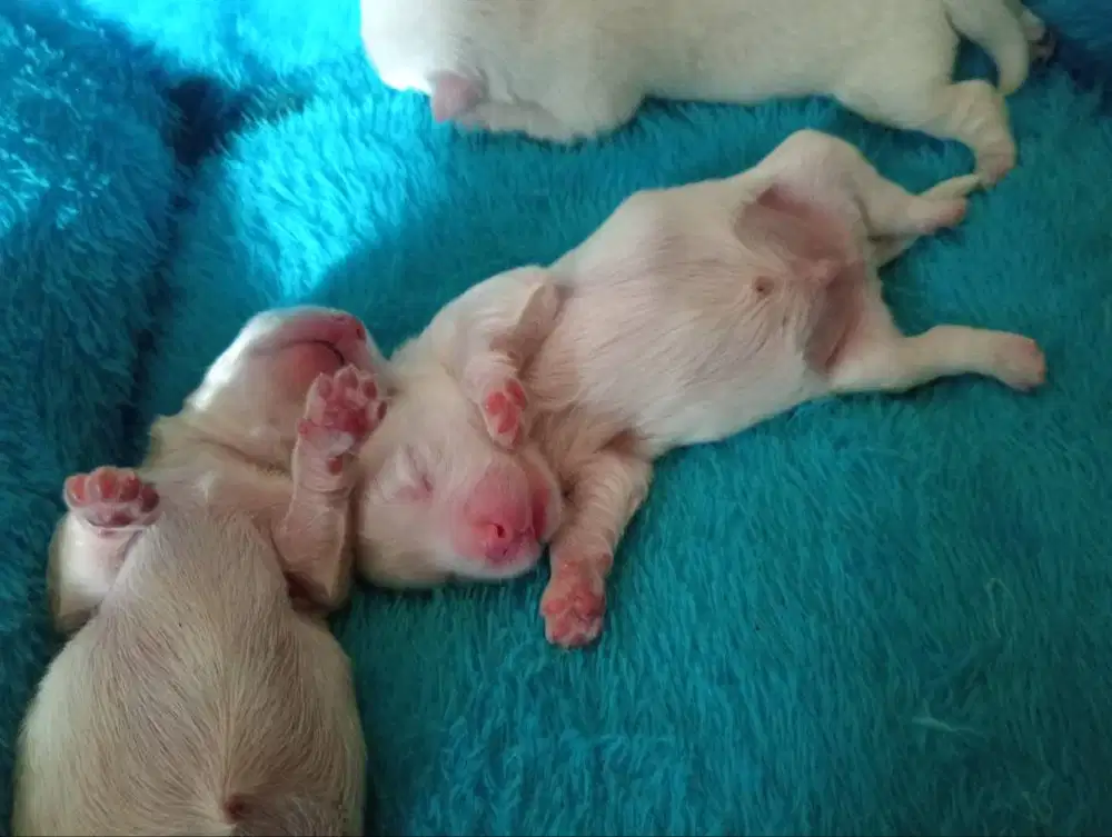 OPEN BOOKING ANJING MALTESE