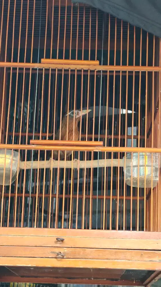 Whambi rawatan 1 bulanan